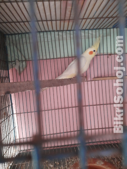 Cockatiel male